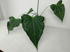 Anthurium Delta Force