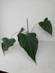 Anthurium Delta Force