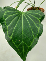 Anthurium Delta Force