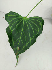 Anthurium Delta Force