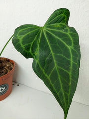 Anthurium Delta Force