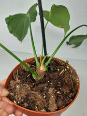 Anthurium Delta Force