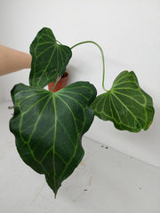 Anthurium Delta Force