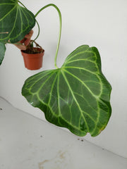 Anthurium Delta Force