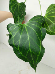 Anthurium Delta Force