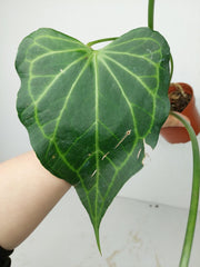 Anthurium Delta Force