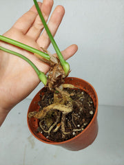 Anthurium Delta Force