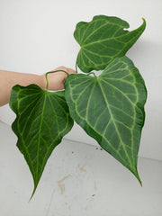 Anthurium Delta Force