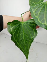 Anthurium Delta Force