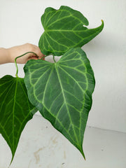Anthurium Delta Force