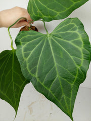 Anthurium Delta Force