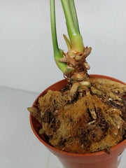 Anthurium Delta Force