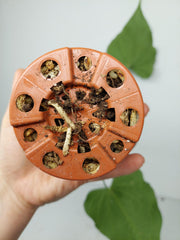 Anthurium Delta Force