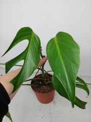 Monstera Burle Marx Flame Steckling Adult