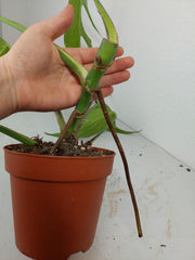 Monstera Burle Marx Flame Steckling Adult