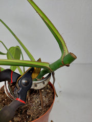 Monstera Burle Marx Flame Steckling Adult