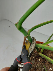 Monstera Burle Marx Flame Steckling Adult