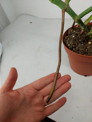 Monstera Burle Marx Flame Steckling Adult