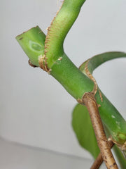 Monstera Burle Marx Flame Steckling Adult