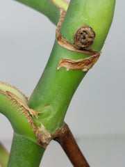 Monstera Burle Marx Flame Steckling Adult