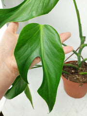Monstera Burle Marx Flame Steckling Adult