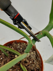 Monstera Burle Marx Flame Steckling Adult