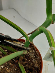 Monstera Burle Marx Flame Steckling Adult