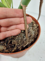 Monstera Burle Marx Flame Steckling Adult