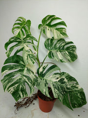 Monstera Variegata (zum aussuchen)