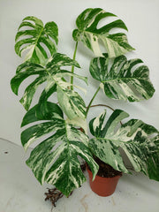 Monstera Variegata (zum aussuchen)