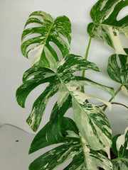 Monstera Variegata (zum aussuchen)