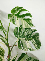 Monstera Variegata (zum aussuchen)
