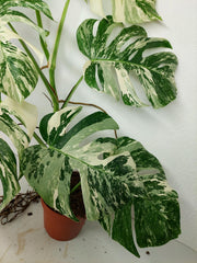 Monstera Variegata (zum aussuchen)