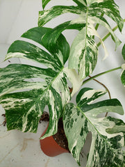Monstera Variegata (zum aussuchen)