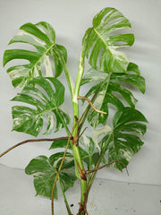 Monstera Variegata (zum aussuchen)