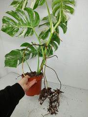 Monstera Variegata (zum aussuchen)