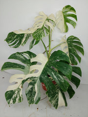 Monstera Variegata (zum aussuchen)