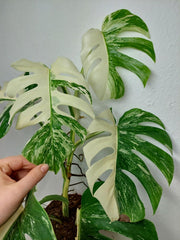 Monstera Variegata (zum aussuchen)
