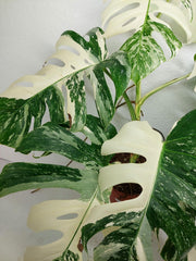 Monstera Variegata (zum aussuchen)