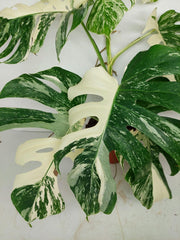 Monstera Variegata (zum aussuchen)