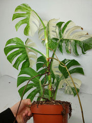 Monstera Variegata (zum aussuchen)