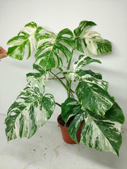 Monstera Variegata (zum aussuchen)