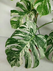 Monstera Variegata (zum aussuchen)