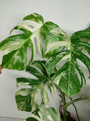 Monstera Variegata (zum aussuchen)