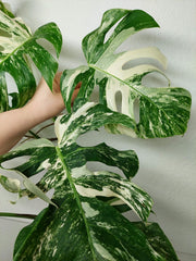 Monstera Variegata (zum aussuchen)