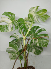 Monstera Variegata (zum aussuchen)