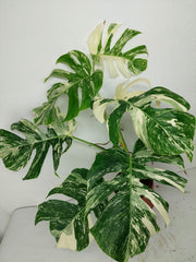 Monstera Variegata (zum aussuchen)