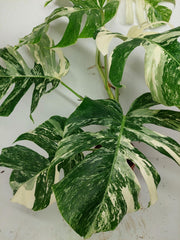 Monstera Variegata (zum aussuchen)