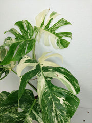 Monstera Variegata (zum aussuchen)