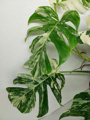 Monstera Variegata (zum aussuchen)